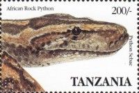 African Rock Python (Python sebae)