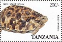 Bell's Hinged-back Tortoise (Kinixys belliana)