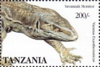 Savannah Monitor (Varanus exanthematicus)