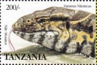 Nile Monitor (Varanus niloticus)