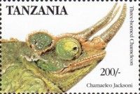 Three-horned Chameleon (Chamaeleon jacksonii)