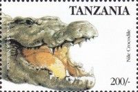 Nile Crocodile (Crocodylus niloticus)