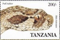 Puff Adder (Bitis arietans)