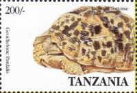 Leopard Tortoise (Geochelone pardalis)
