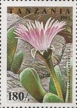 Cerochlamys Pachyphylla