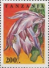 Schlumbergera Orssighiana