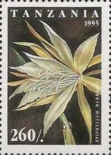 Epiphyllum Darrahii
