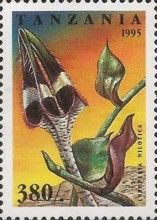 Ceropegia Nilotica