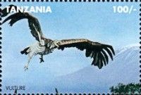 Vulture