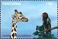 African bateleur