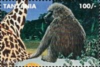 Baboon