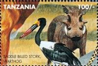 Saddle billed Stork (Ephippiorhynchus senegalensis), Warthog