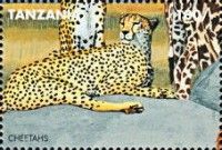 Cheetah (Acinonyx jubatus)