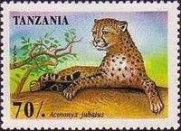 Cheetah (Acinonyx jubatus)