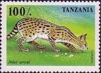 Serval (Leptailurus serval)