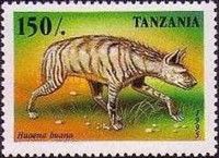 Striped Hyaena (Hyaena hyaena)
