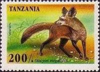 Bat-eared fox (Otocyon megalotis)