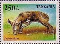 African Wild Dog (Lycaon pictus)
