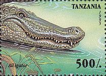 Alligator