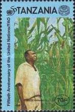 UN50 - Man in Corn Field