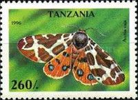Garden Tiger Moth (Arctia caja)