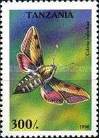 Spurge Hawk-moth (Hyles euphorbiae)