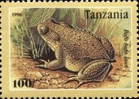 Common Toad (Bufo bufo)