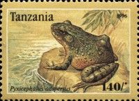 African bullfrog (Pyxicephalus adspersus)
