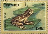 Smooth spiny reed frog (Megalixalus laevis)