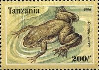 African clawed frog (Xenopus laevis)