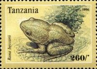 Rana beccarii