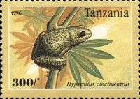 Hyperolius cinctiventrus