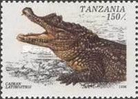 Broad-snouted Caiman (Caiman latirostris)