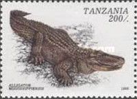 American Alligator (Alligator mississippiensis)