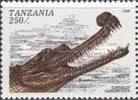 Gharial (Gavialis gangeticus)