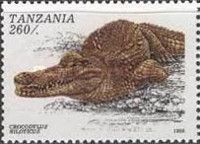 Nile Crocodile (Crocodylus niloticus)