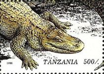 Crocodile