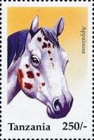 Appaloosa