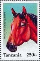 Standard thoroughbred