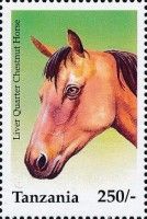 Liver chestnut quarter
