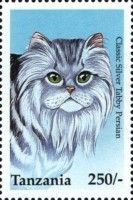 Classic Silver Tabby Persian