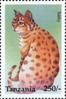 Tabby