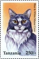 Blue & White Maine Coon