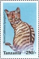 Brown California Spangled Cat