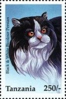 Black & White Bicolor Persian