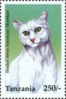 Shaded Silver American Shorthair