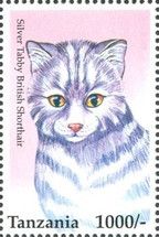 Silver Tabby British Shorthair