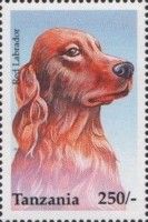 Red Labrador