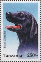 Black Labrador