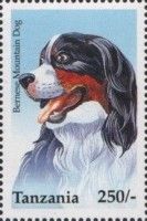 Bernese Mountain Dog